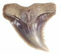 Fossil Hemipristis Shark Tooth - Maryland #42548-2